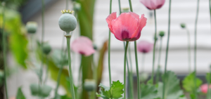 Flowers at the Hidden Gardens of Bury