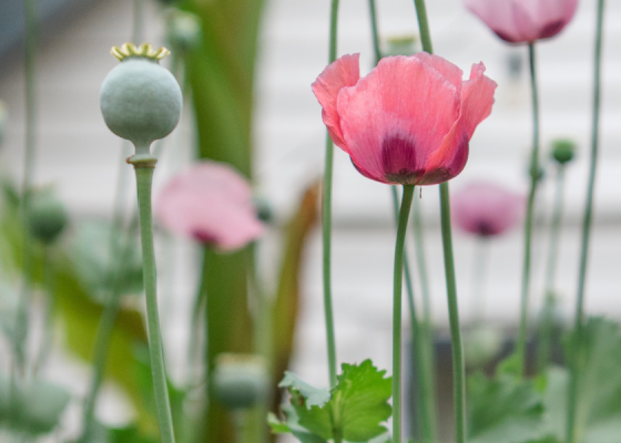 Flowers at the Hidden Gardens of Bury