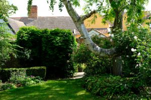 view of garden looking towards house, with lawn, hedges and tree
