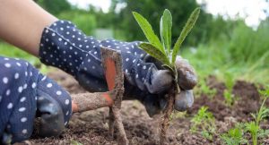 close up of hands weeding a flower bed