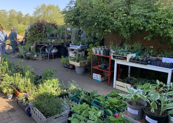 Display of plants for sale