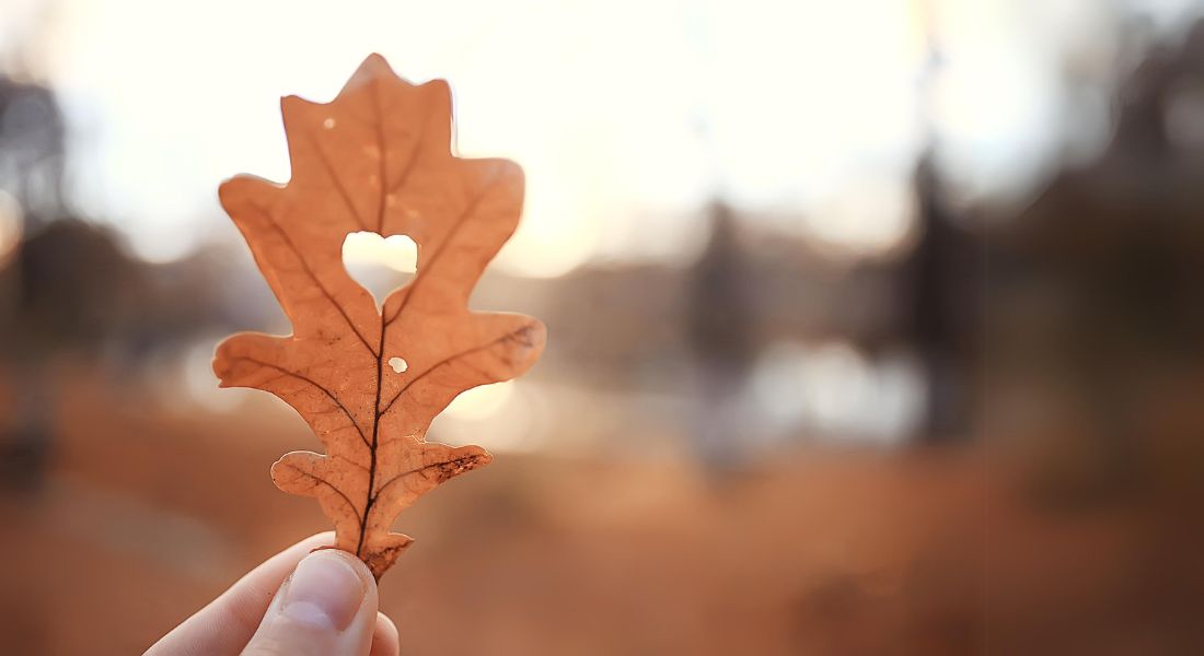 heart-shape-in-oak-leaf