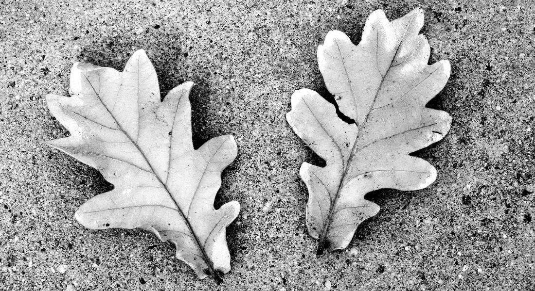 pair-of-two-oak-leaves-black-and-white-image