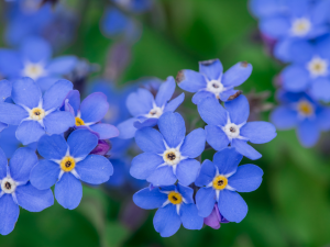 A photo of small blue flowers