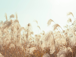 A field of reeds against sky