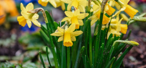 spring daffodils growing in the garden