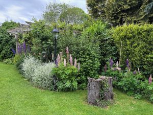 Flowering garden open in aid of the Hospice