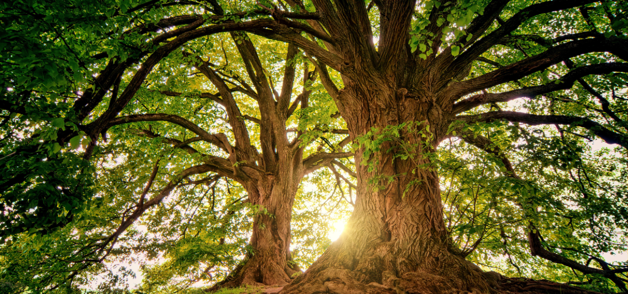 Supporting children who have been bereaved on Father’s Day