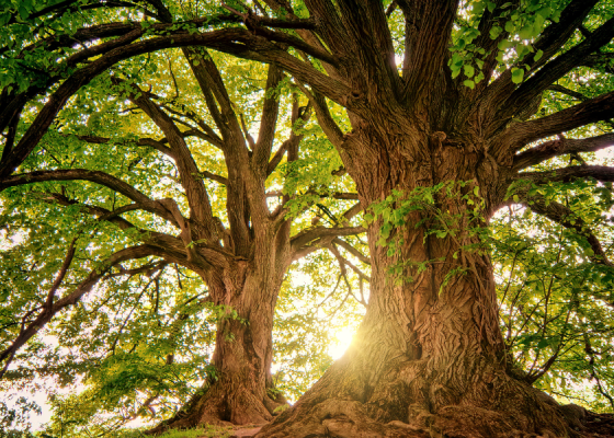 Supporting children who have been bereaved on Father’s Day