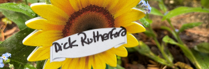 Close-up of a sunflower memorial marker labelled ‘Dick Rutherford’ surrounded by small blue flowers and greenery in a garden setting.
