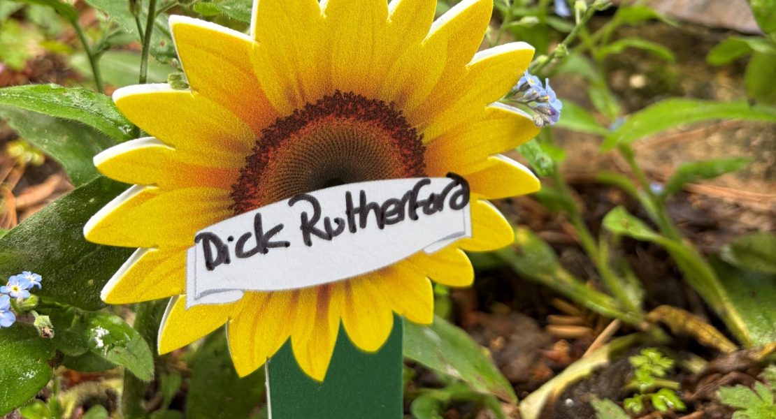 Close-up of a sunflower memorial marker labelled ‘Dick Rutherford’ surrounded by small blue flowers and greenery in a garden setting.