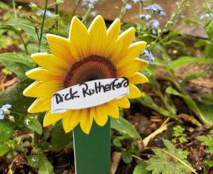 Close-up of a sunflower memorial marker labelled ‘Dick Rutherford’ surrounded by small blue flowers and greenery in a garden setting.